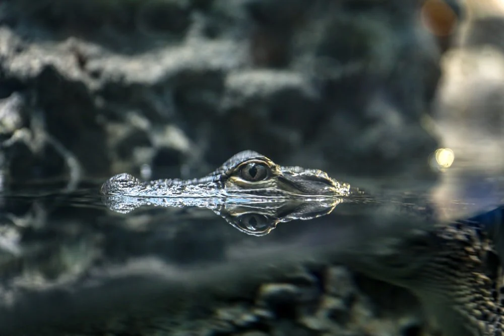 Paint By Numbers | Alligator - Macro Photography Of Gray Crocodile On Body Of Water