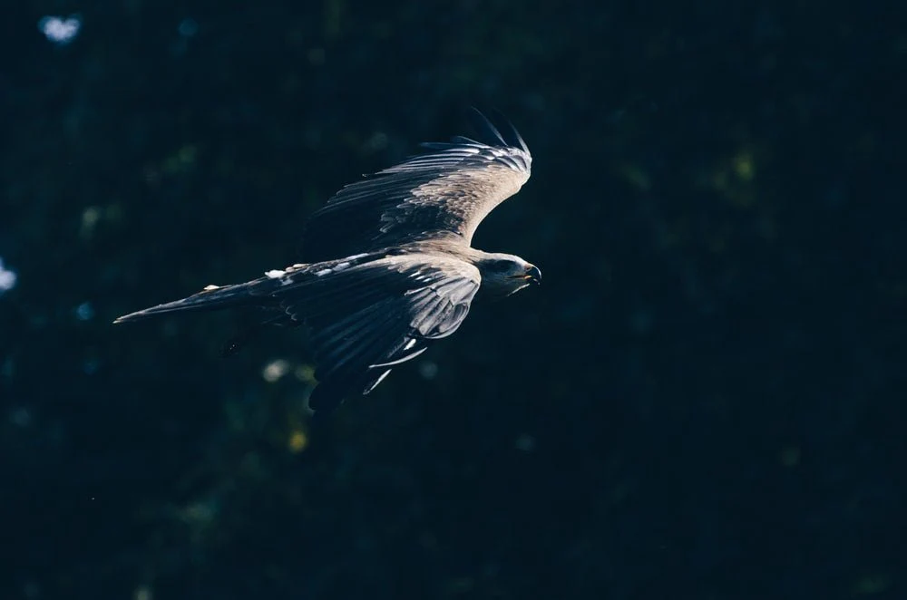 Paint By Numbers | Falcon - Macro Photography Of Grey And Black Eagle