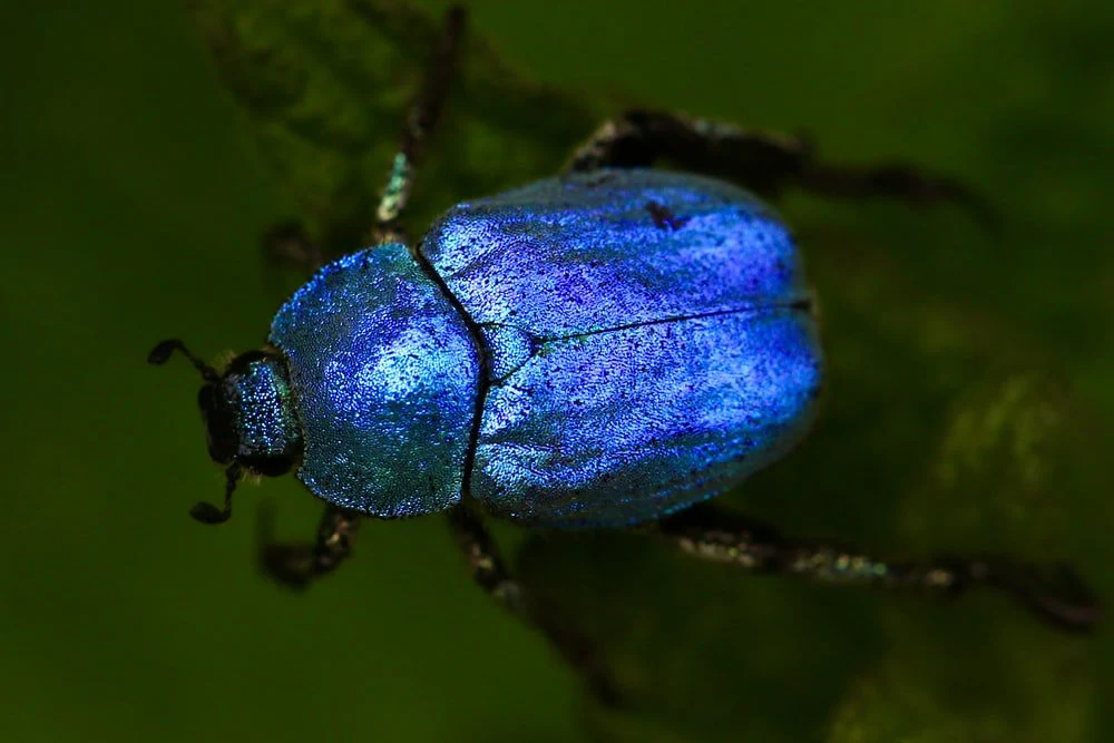 Paint By Numbers | Beetle - Macro Shot Of Blue Beetle