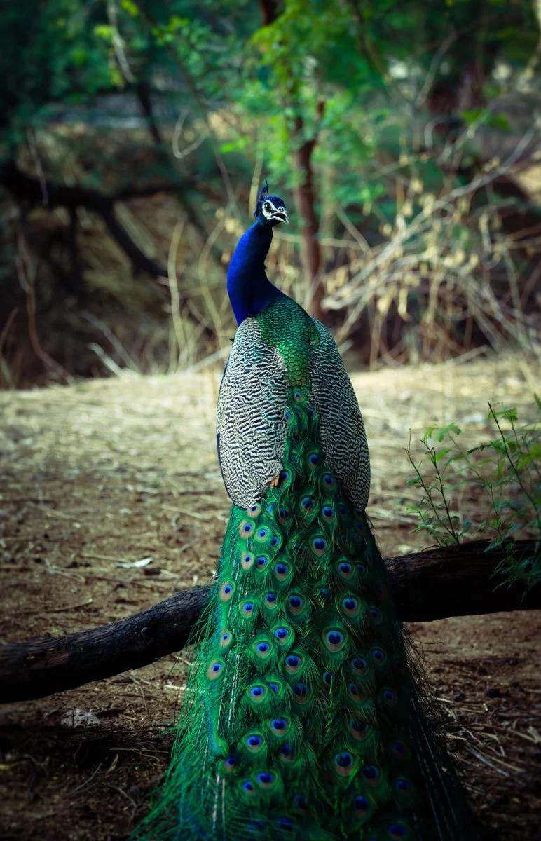 Paint By Numbers | Peacock - Male Green And Blue Peacock