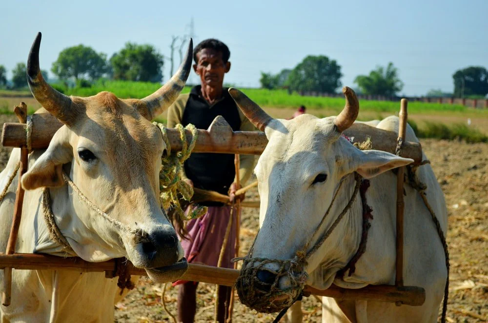 Paint By Numbers | Ox - Man In Black Jacket Riding White Cow During Daytime