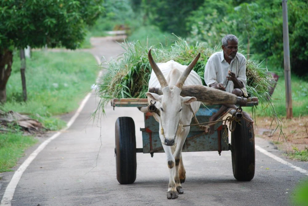 Paint By Numbers | Ox - Man In Blue Dress Shirt Riding On White Cow On Road During Daytime