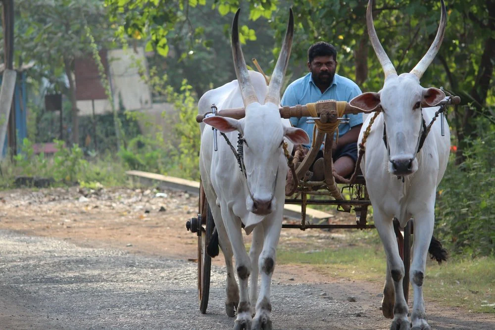 Paint By Numbers | Ox - Man Riding On Carriage