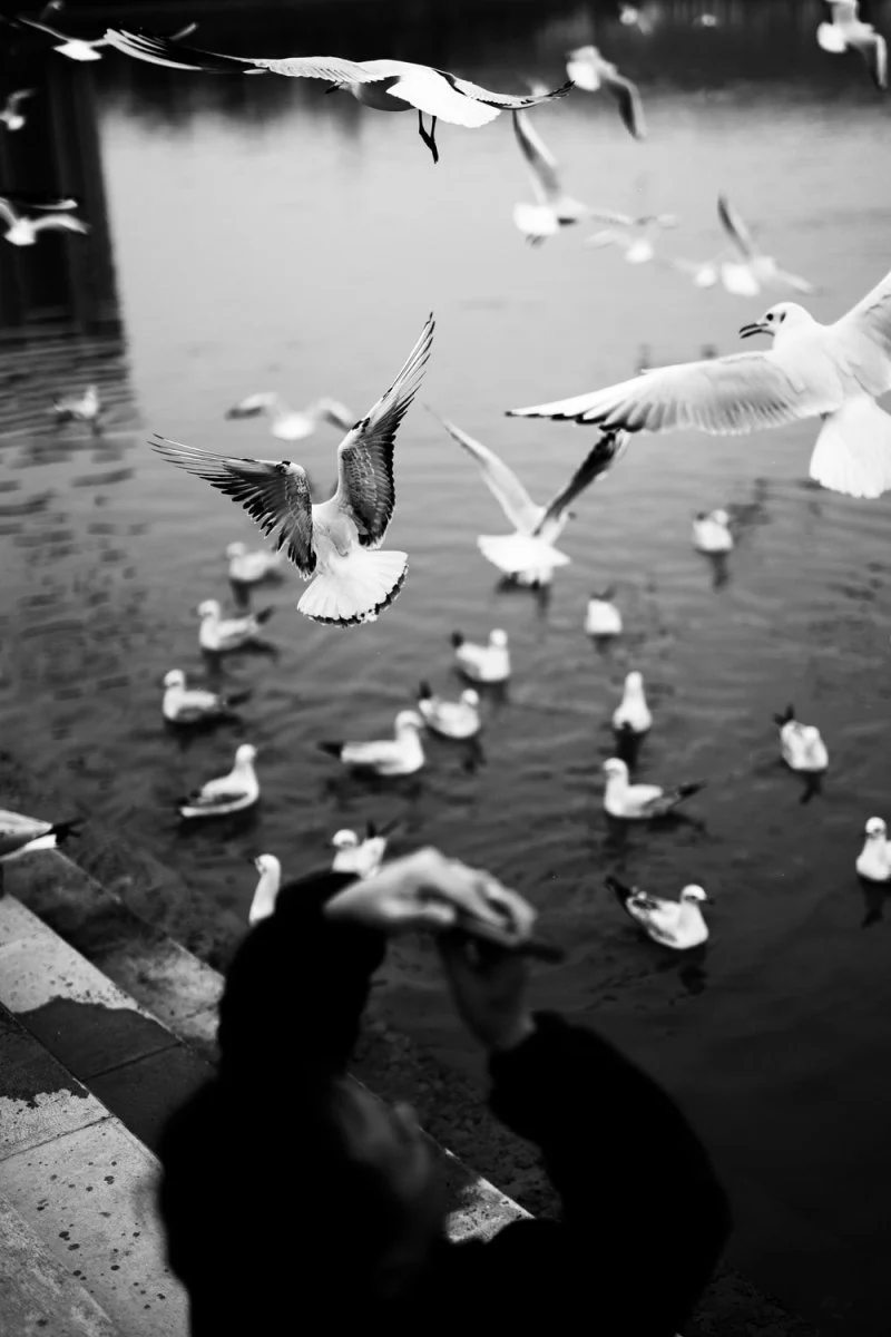 Paint By Numbers | Mianyang - Man Taking Photo Of Flying Birds