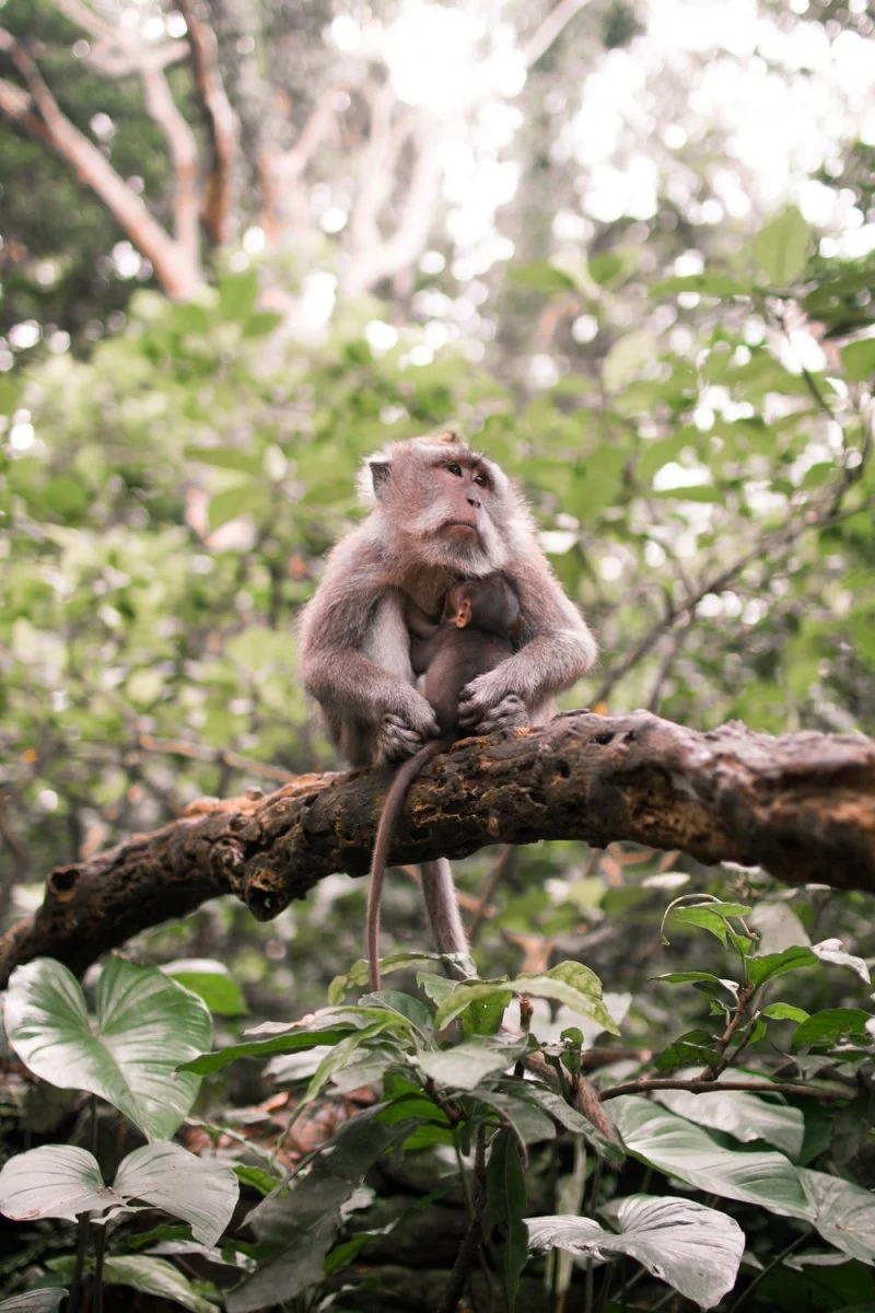Paint By Numbers | Baboon - Monkey On Top Of Tree Branch