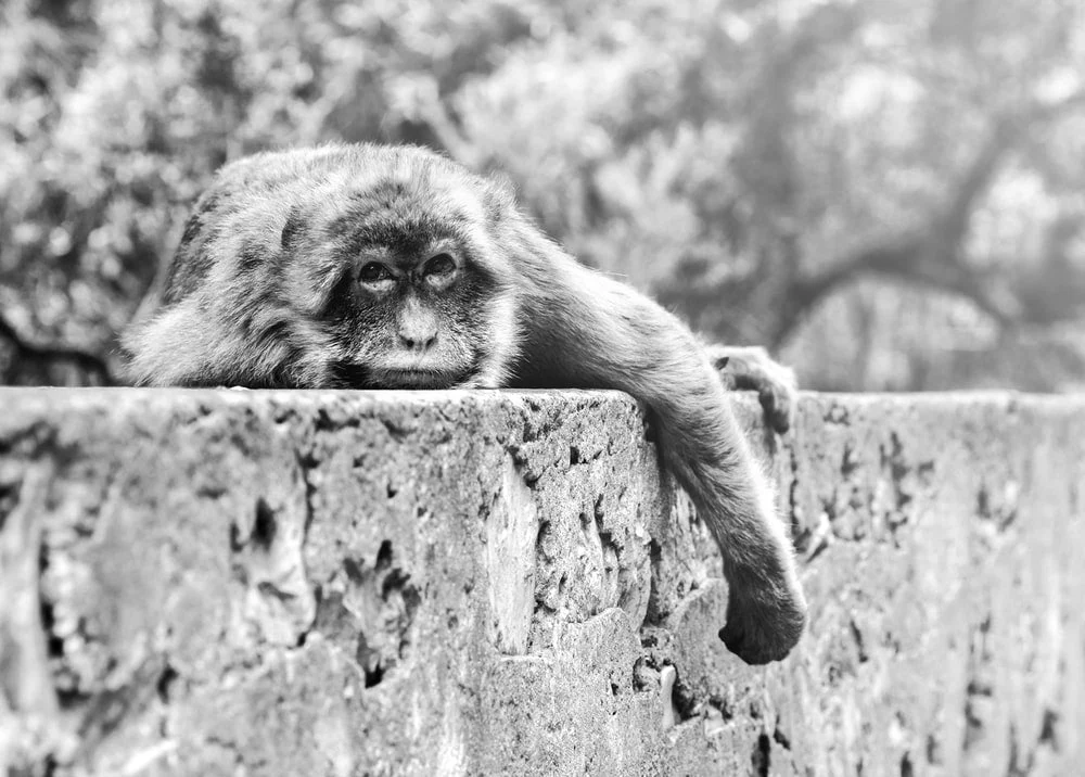 Paint By Numbers | Ape - Monkey On Tree Trunk In Grayscale Photography