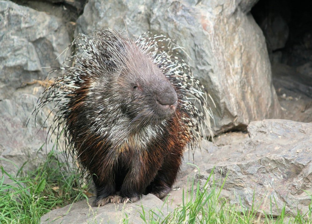 Paint By Numbers | Porcupine - New World Porcupine