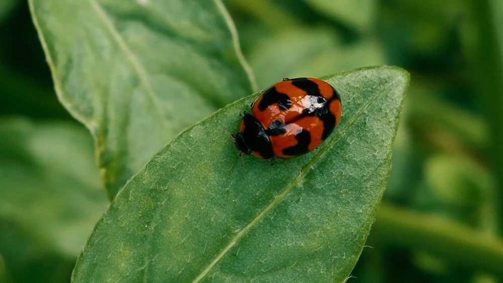 Paint By Numbers | Aphid - Orange And Black Ladybug On Green Leaf