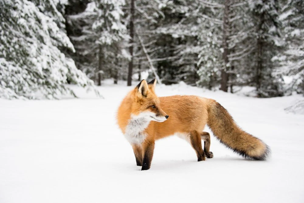 Paint By Numbers | Fox - Orange Fox Near Trees