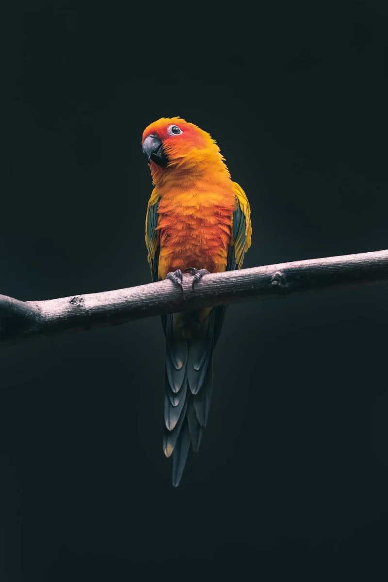Paint By Numbers | Parrot - Orange Parrot