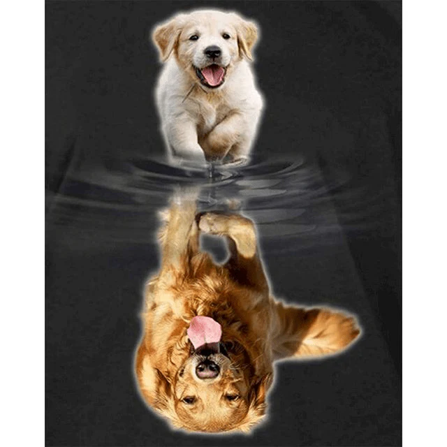 Paint By Numbers | Baby Golden Retriever Reflection