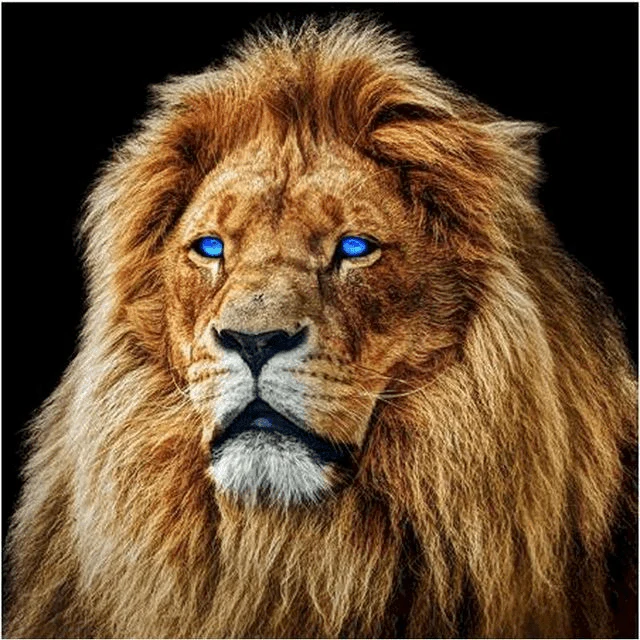 Paint By Numbers | Blue Eyed Lion