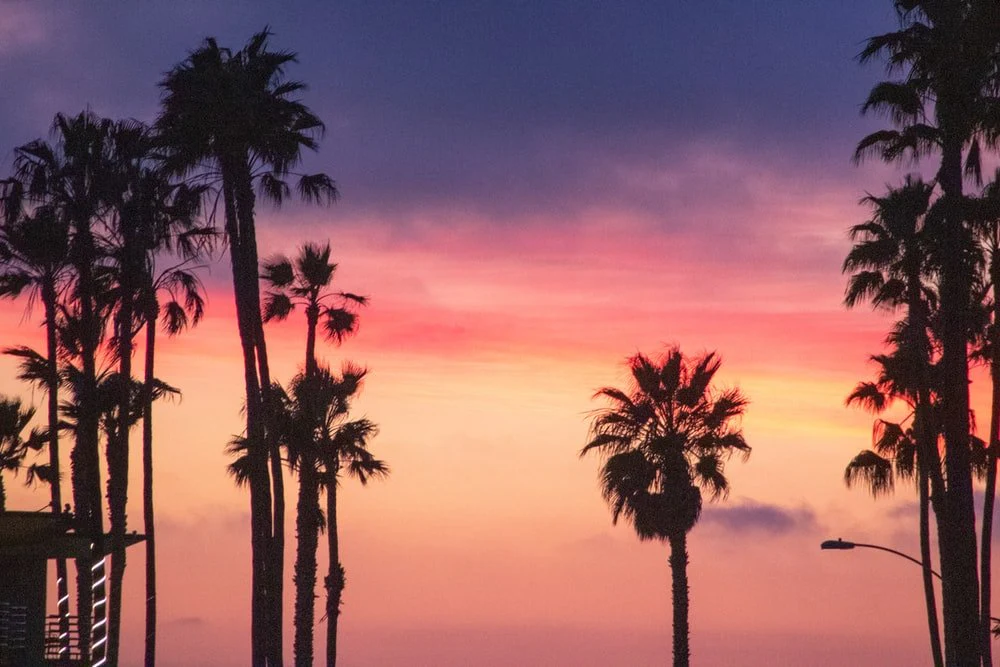 Paint By Numbers | San Diego - Palm Tree Under Orange Sky