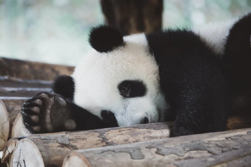 Paint By Numbers | Panda - Panda Bear On Brown Tree Branch During Daytime