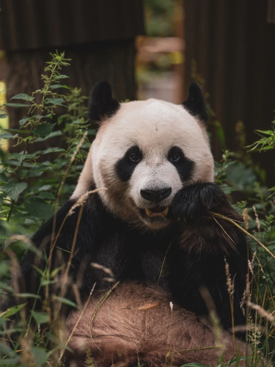 Paint By Numbers | Panda - Panda Bear On Green Grass During Daytime