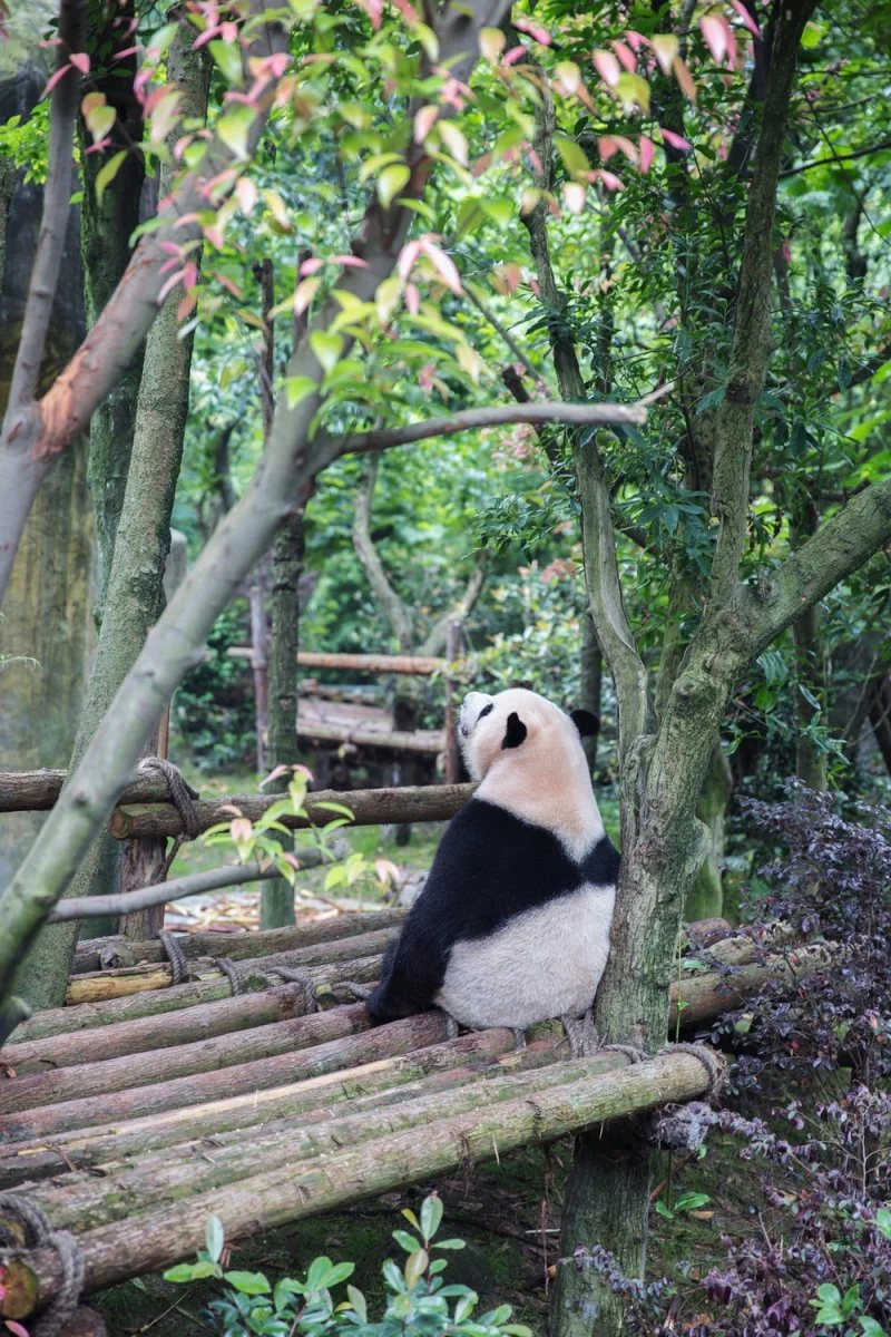 Paint By Numbers | Panda - Panda Bear Sitting On Bamboo Sticks Surrounded With Trees
