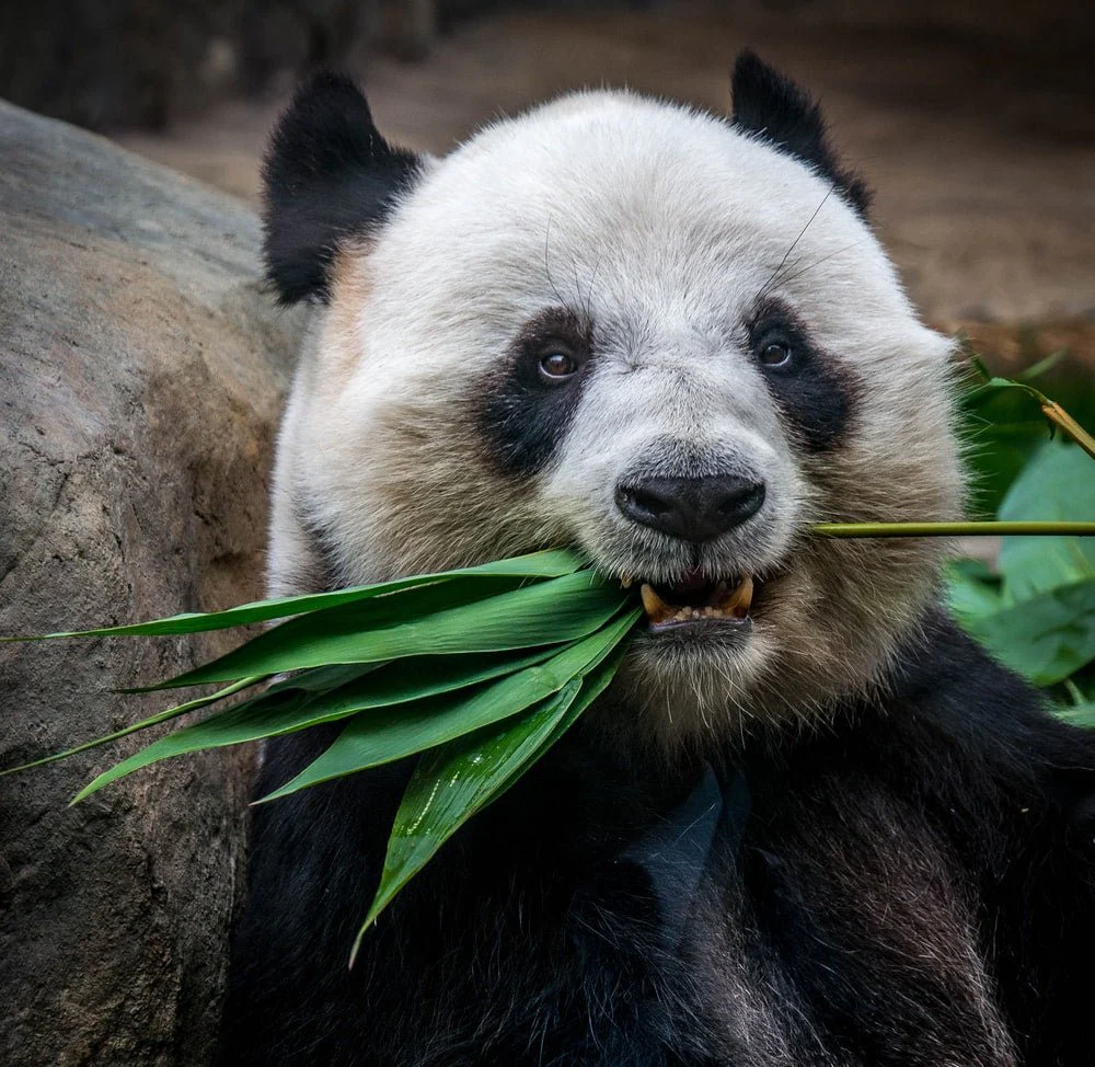 Paint By Numbers | Panda - Panda Eating Plant