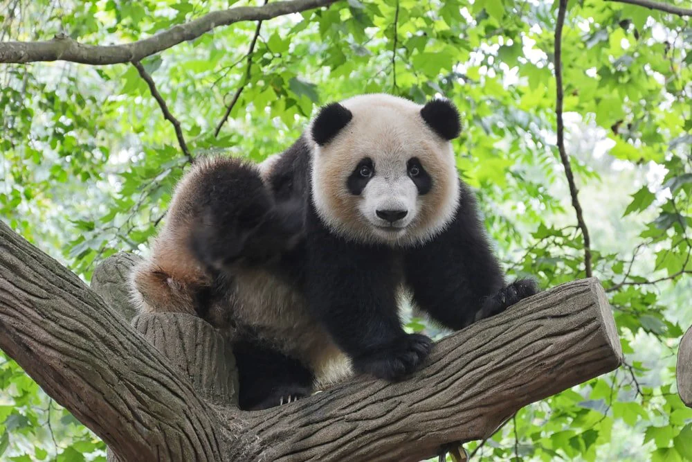 Paint By Numbers | Panda - Panda On Tree