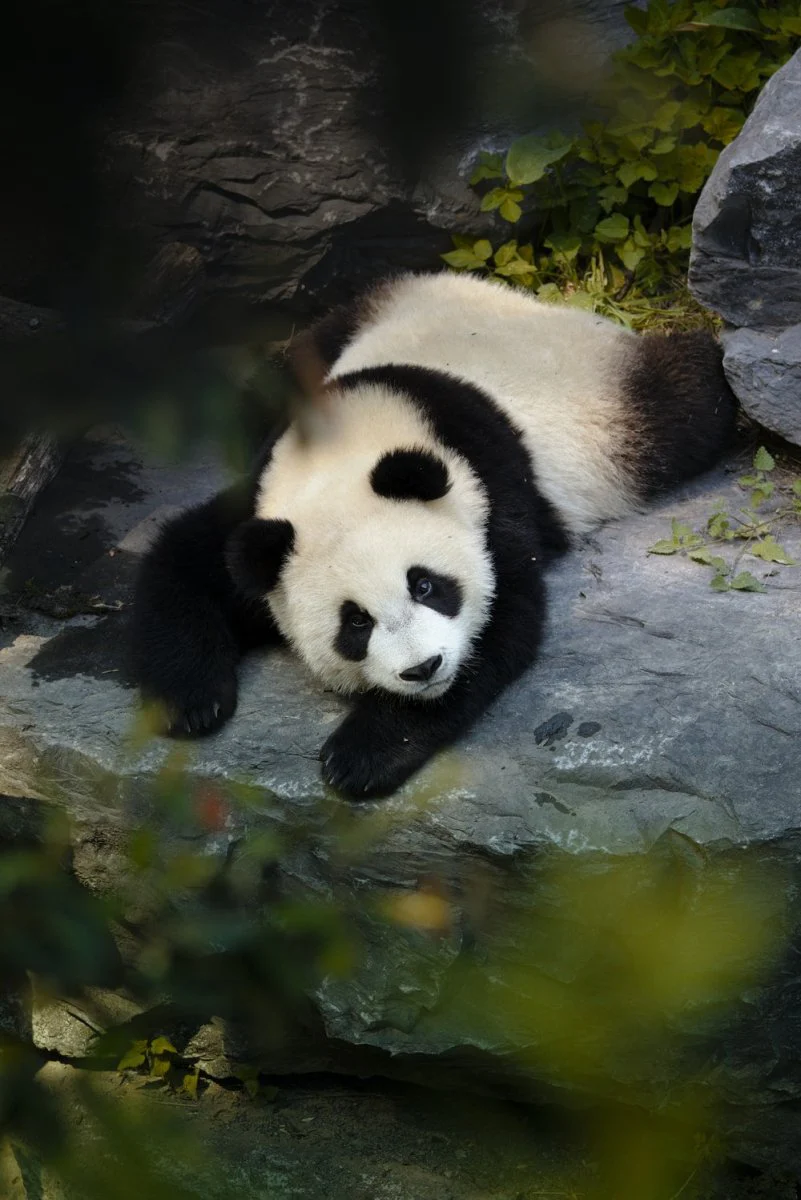 Paint By Numbers | Panda - Panda On Water During Daytime