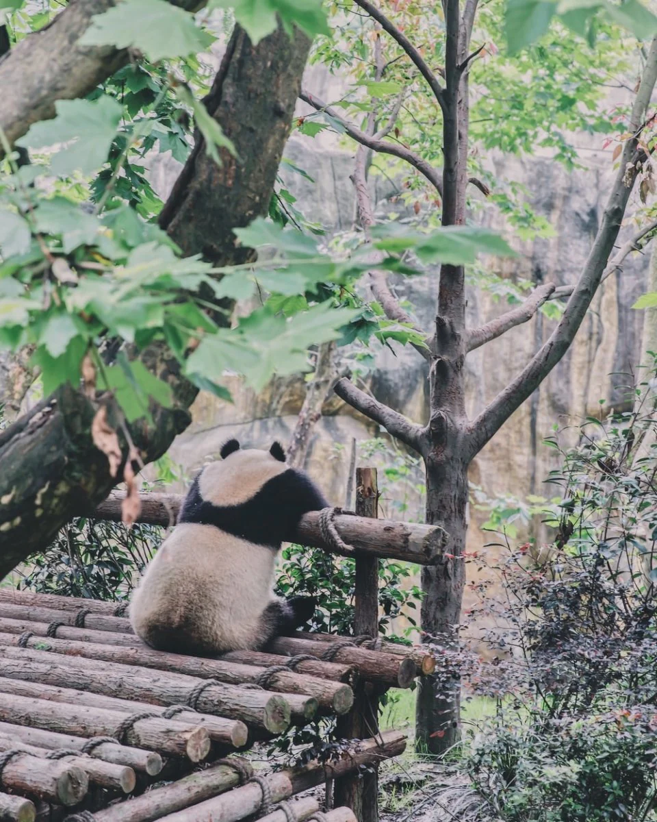 Paint By Numbers | Panda - Panda Sitting On Trunk Forest