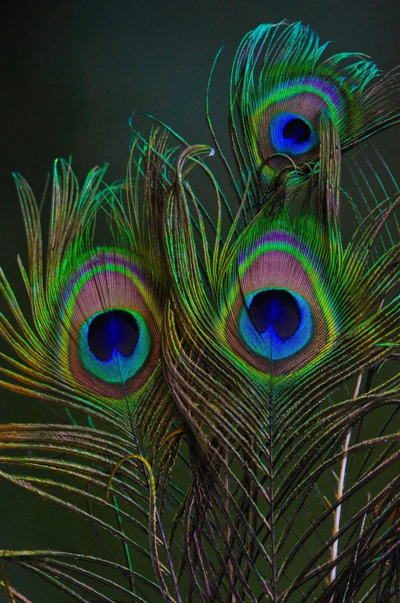 Paint By Numbers | Peacock - Peacock Feather In Close Up Photography