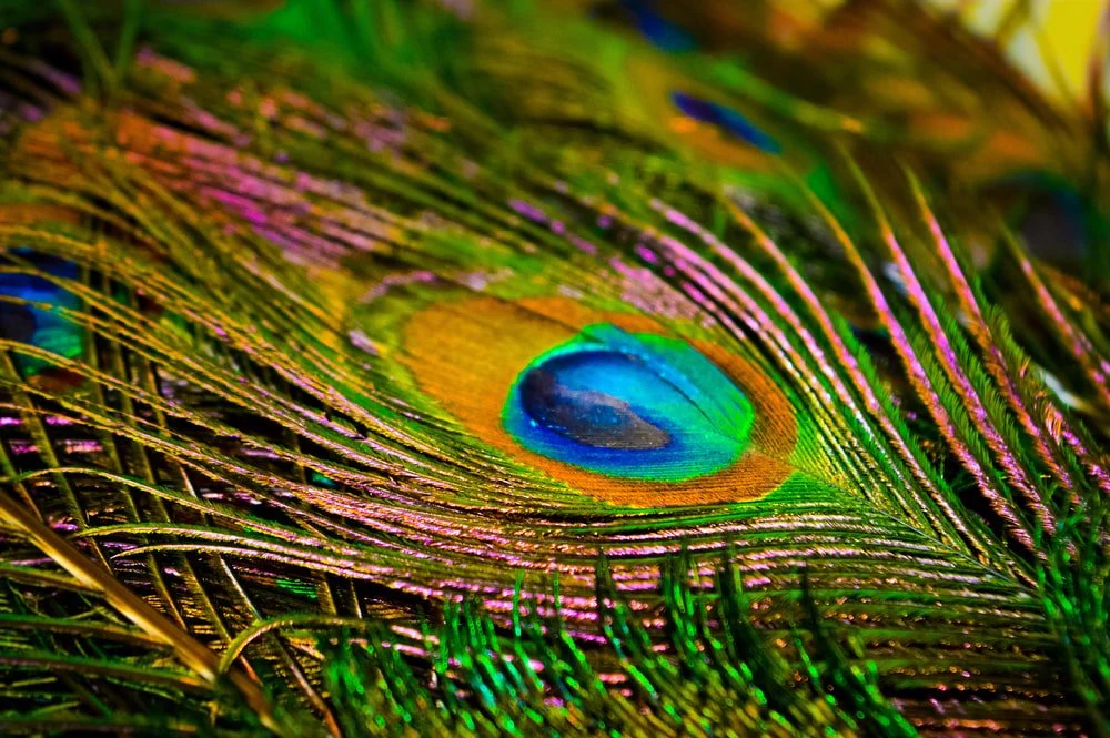 Paint By Numbers | Peacock - Peacock Feather In Macro Photography