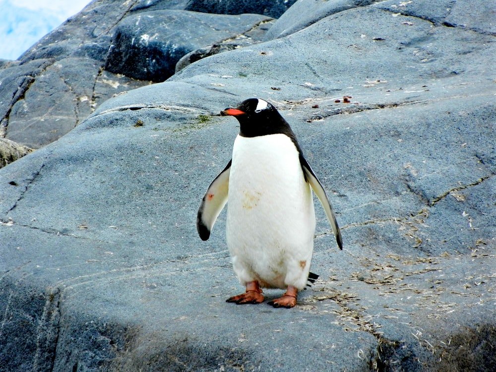 Paint By Numbers | Penguin - Penguin Standing On Black Rock