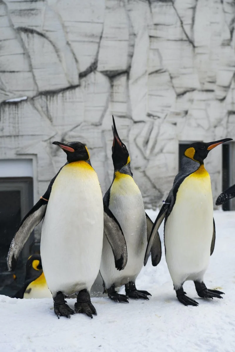 Paint By Numbers | Penguin - Penguins On Gray Concrete Wall