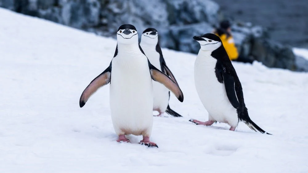 Paint By Numbers | Penguin - Penguins On Snow Covered Fields During Daytime