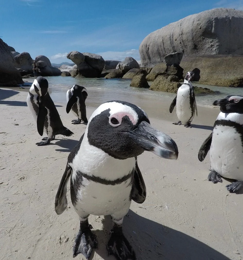 Paint By Numbers | Penguin - Penguins On White Sand During Daytime