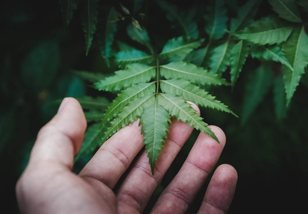 Paint By Numbers | Person Holding Green Leaf Plant
