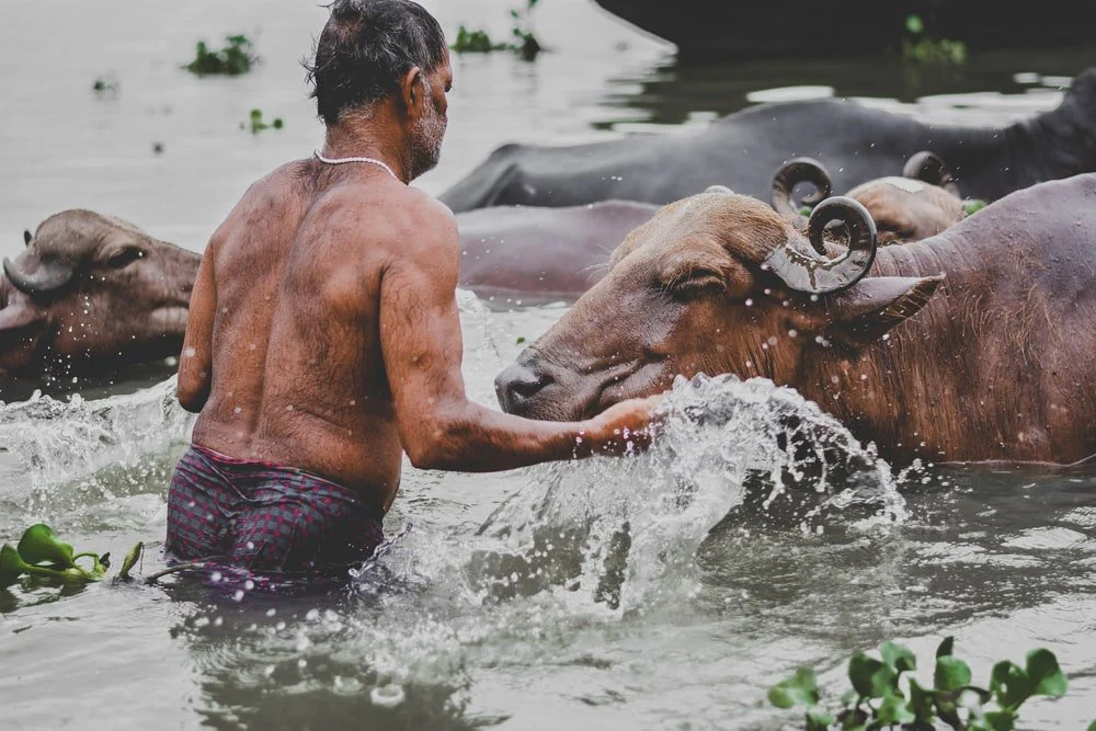 Paint By Numbers | Ox - Person On Body Of Water Surrounded With Buffaloes