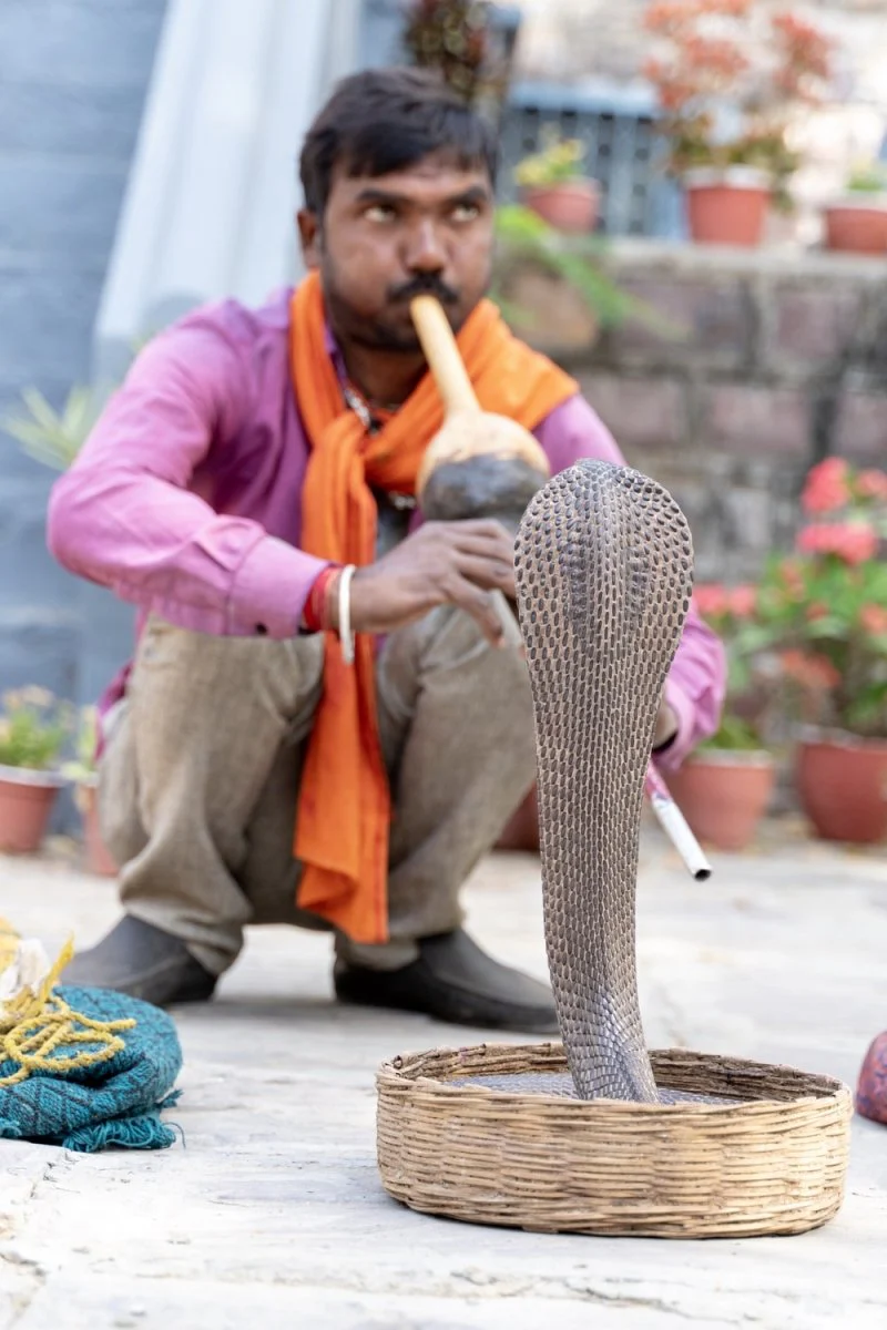 Paint By Numbers | Cobra - Person Playing Instrument With Cobra
