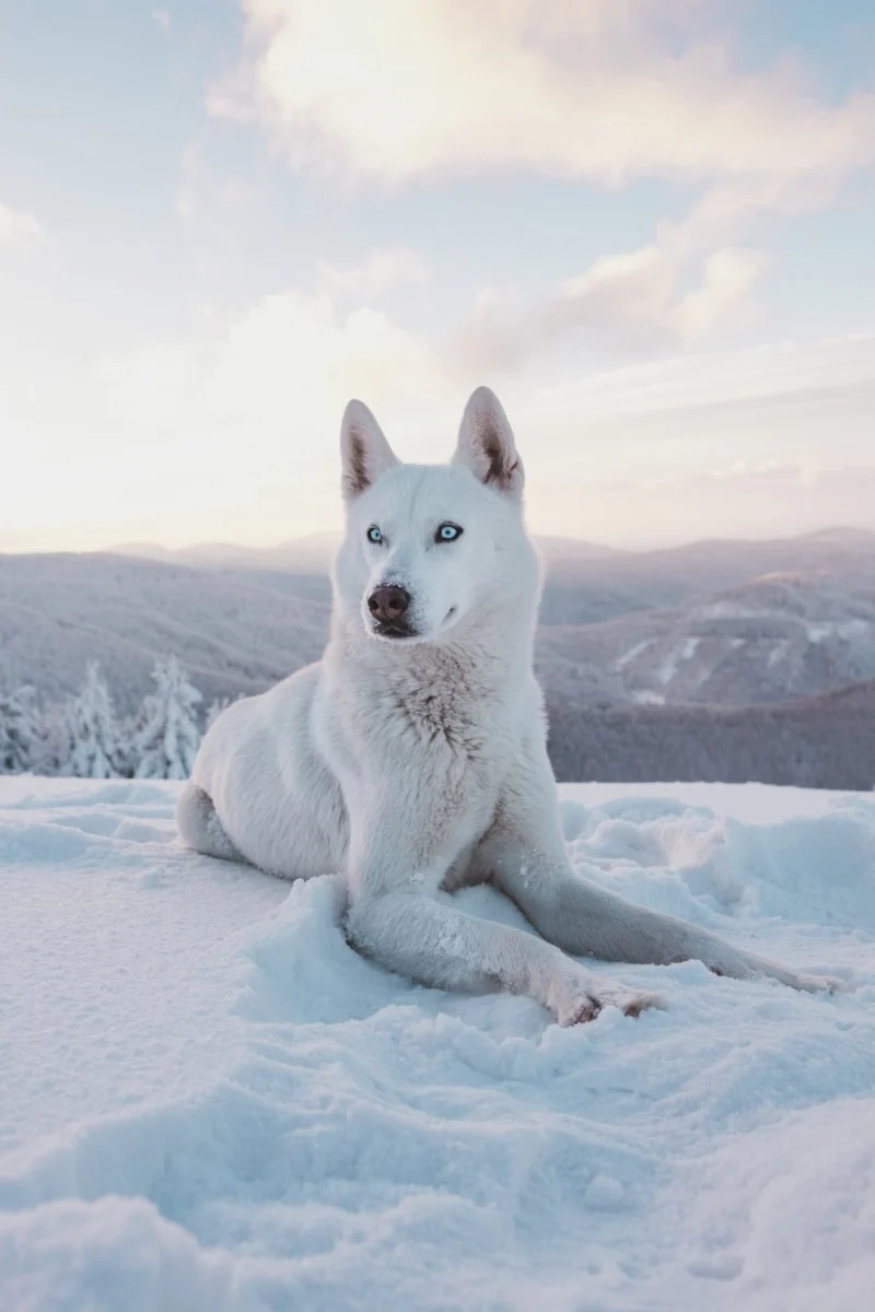 Paint By Numbers | Husky - Photo Of Adult Short-Coated White Dog