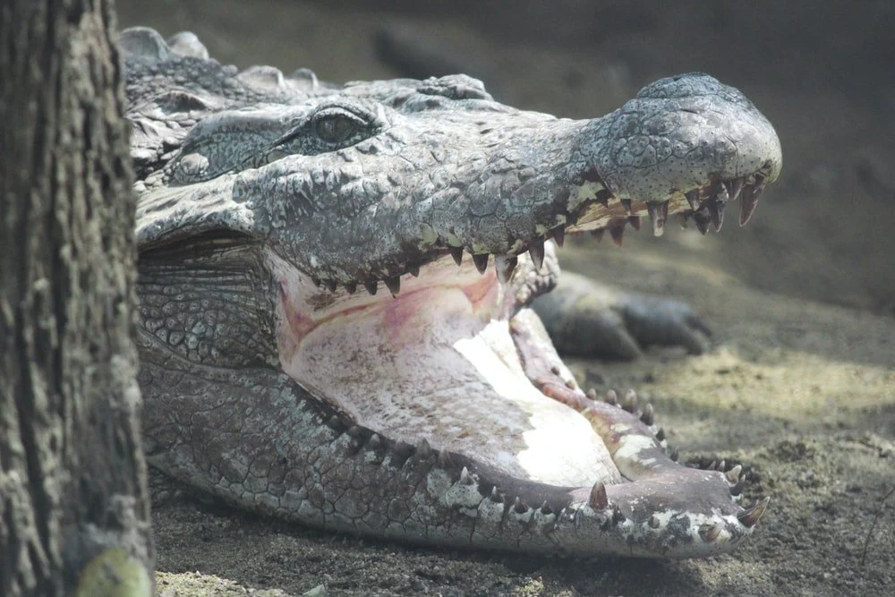 Paint By Numbers | Alligator - Photo Of Crocodile Near Tree Trunk