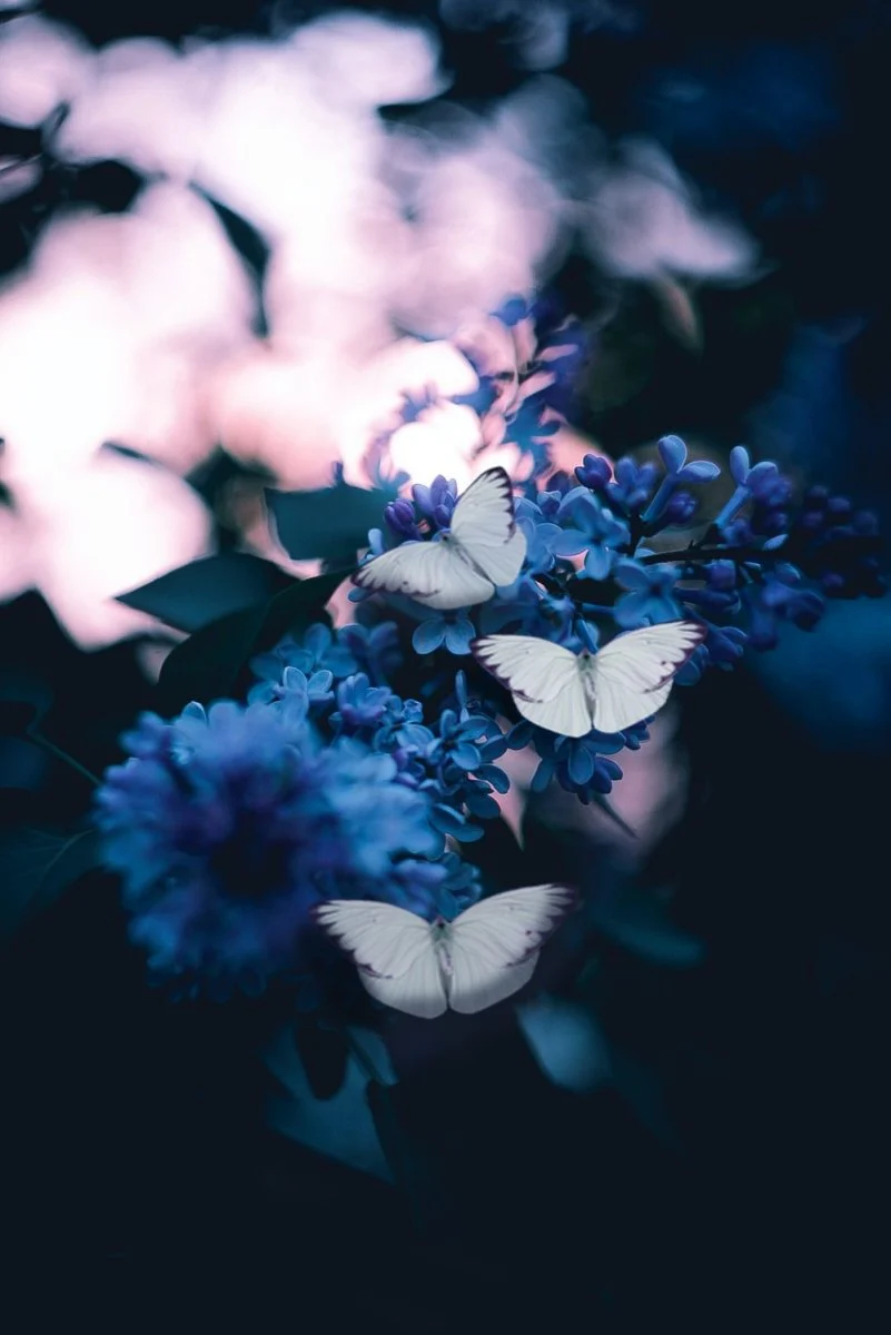 Paint By Numbers | Butterfly - Photo Of Three Butterflies Pollinating On Purple Petaled Flowers - Image 2