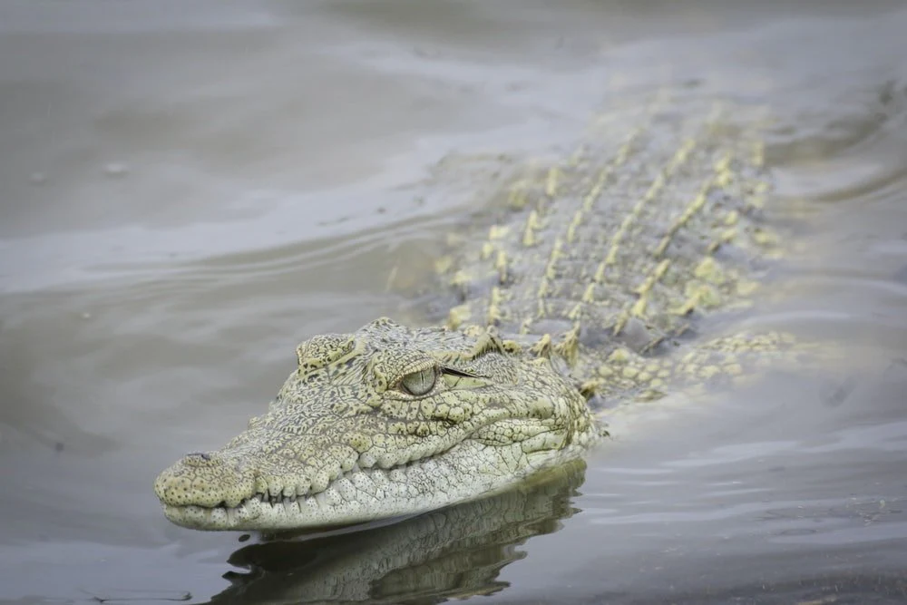 Paint By Numbers | Crocodile - Photography Of Brown And Gray Crocodile Floating On Body Of Water
