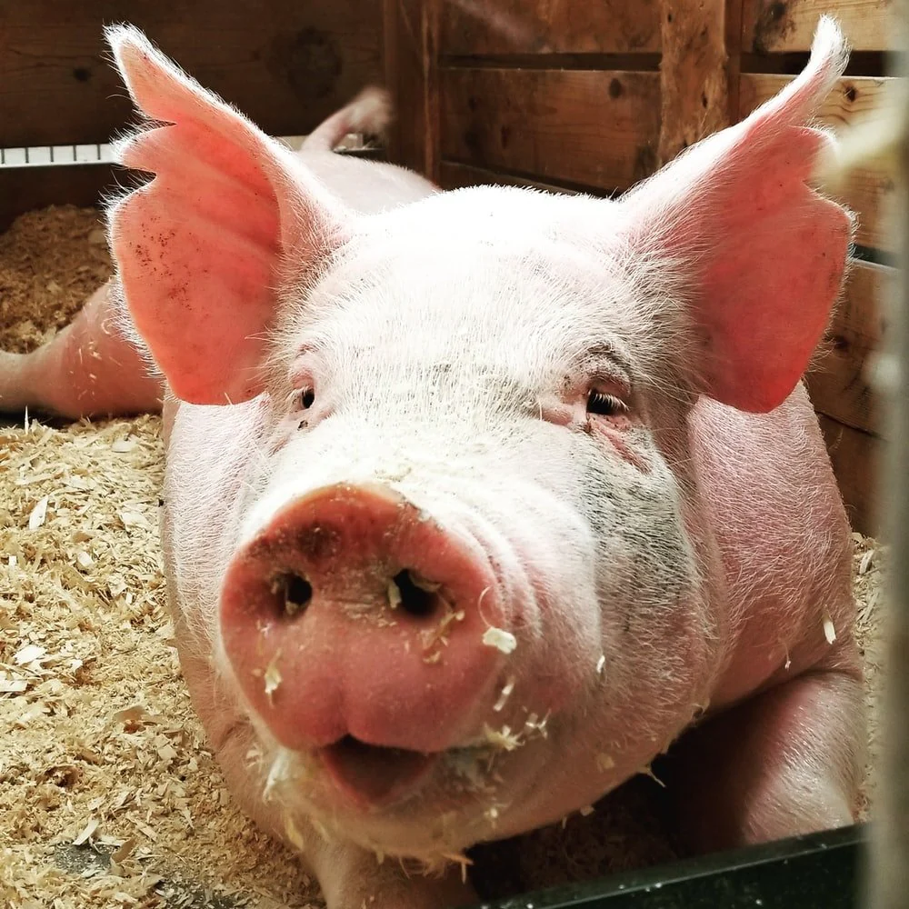 Paint By Numbers | Pig - Pig Lies On Ground