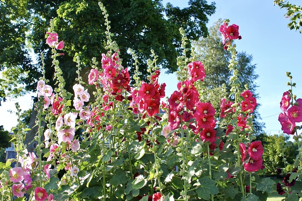Paint By Numbers | Pink And Red Flowers During Daytime