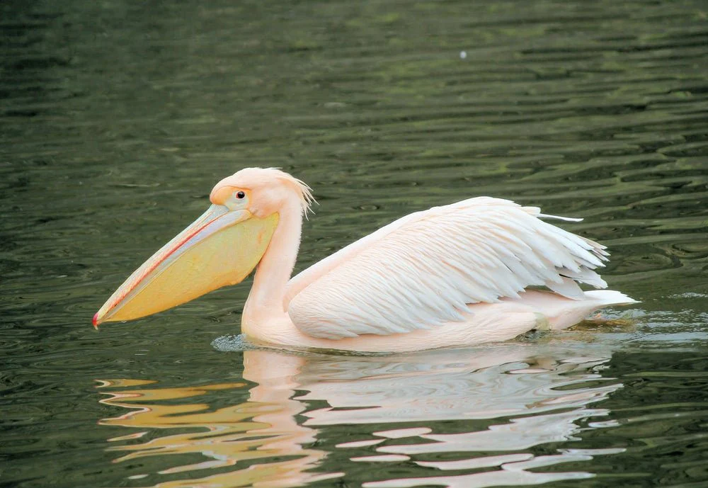 Paint By Numbers | Pelican - Pink Flamingo On Body Of Water