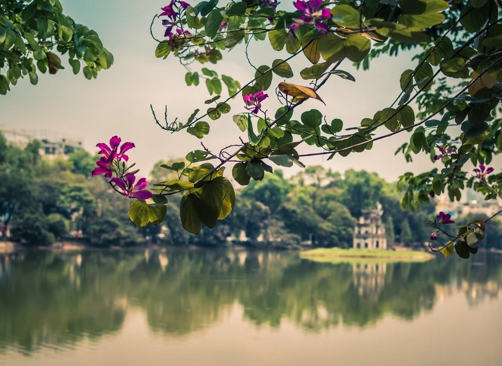 Paint By Numbers | Hanoi - Pink Flowers Near Body Of Water During Daytime