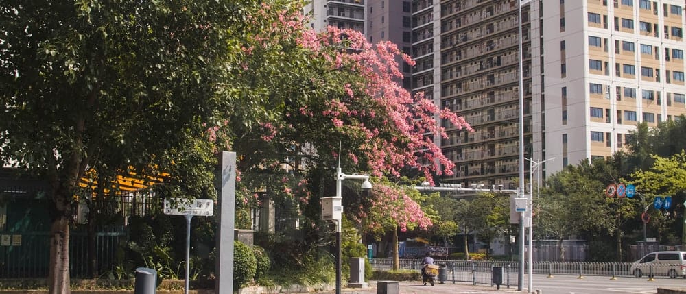 Paint By Numbers | Shenzhen - Pink Leaf Tree Near White Concrete Building During Daytime