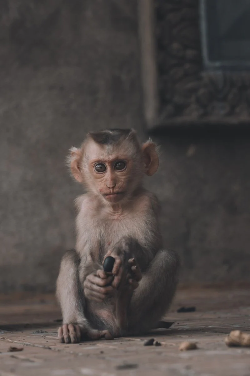 Paint By Numbers | Baboon - Portrait Of A Monkey