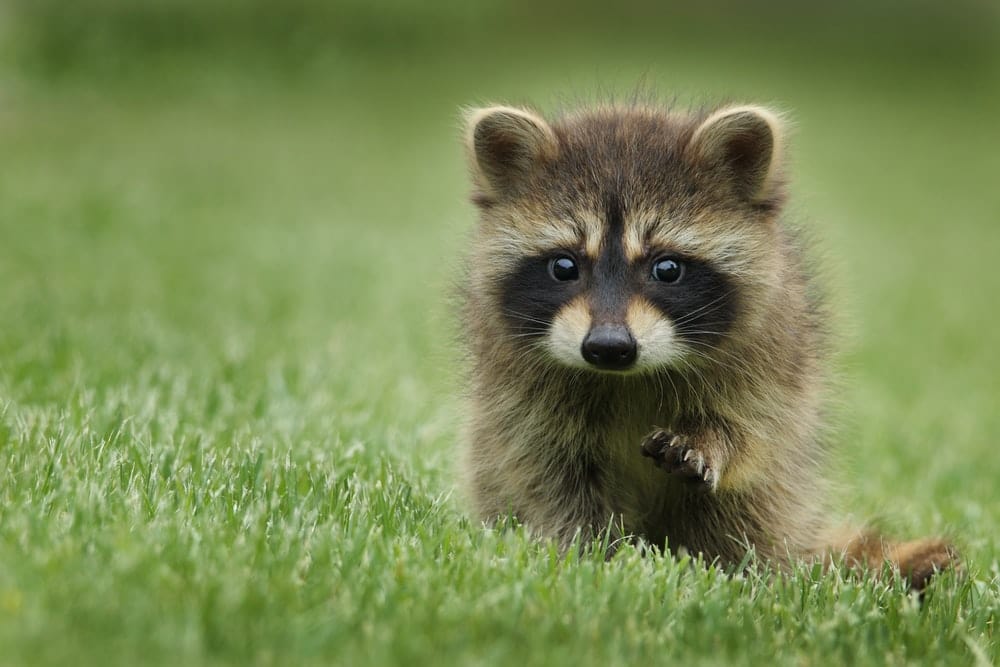 Paint By Numbers | Raccoon - Raccoon Walking On Lawn Grass