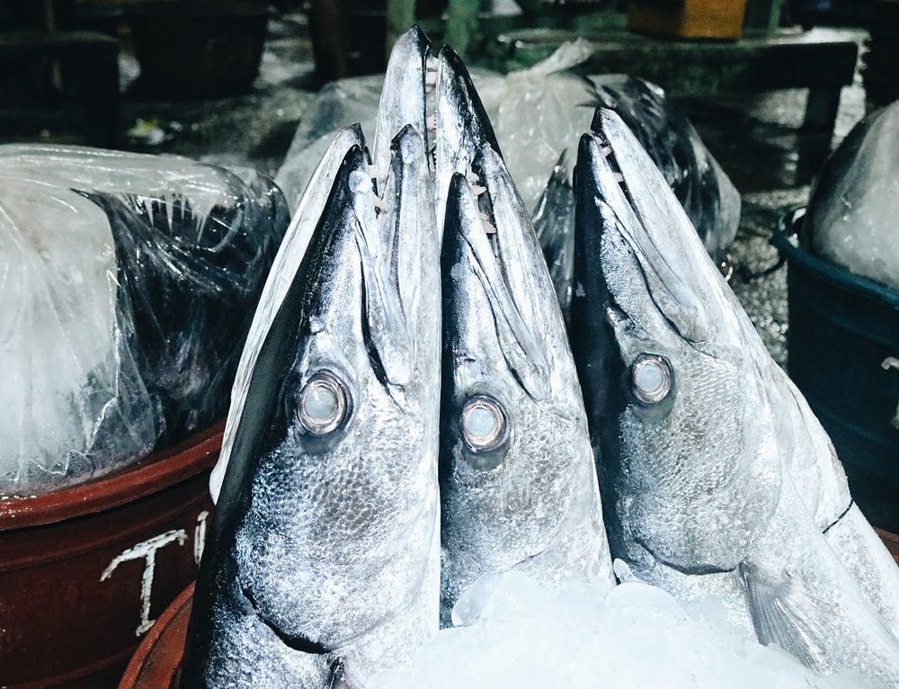 Paint By Numbers | Barracuda - Raw Fishes