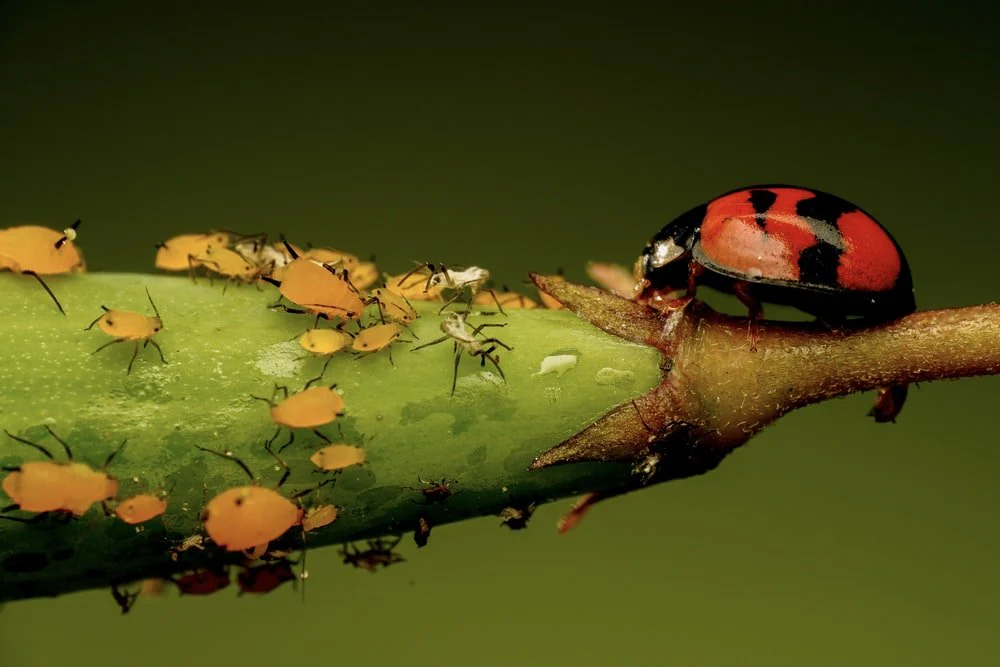 Paint By Numbers | Aphid - Red And Black Ladybug On Green Leaf