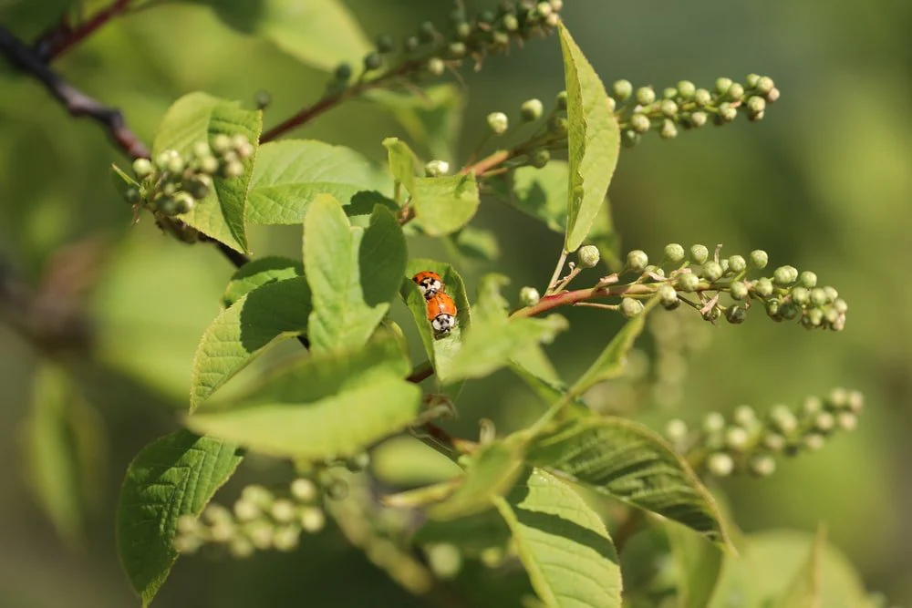 Paint By Numbers | Aphid - Red And Black Ladybug On Green Leaf During Daytime