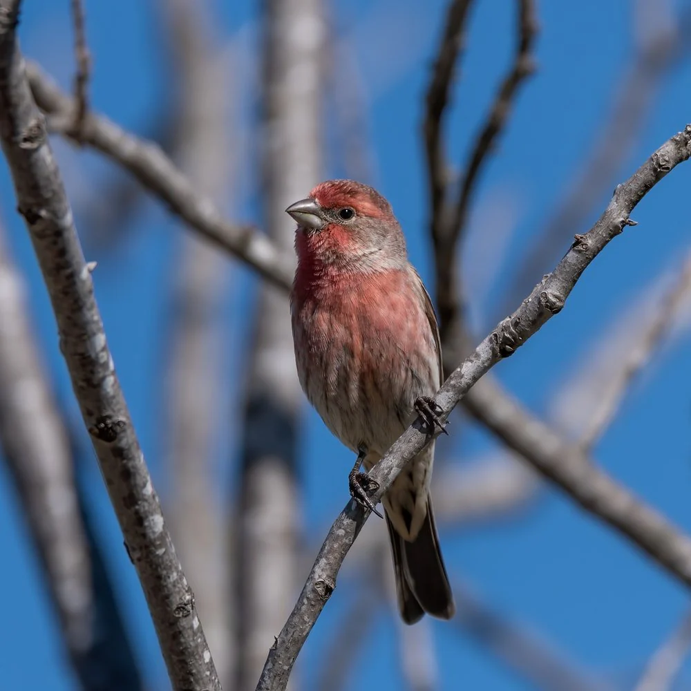 Paint By Numbers | Finch - Red And Brown Bird On Brown Tree Branch During Daytime