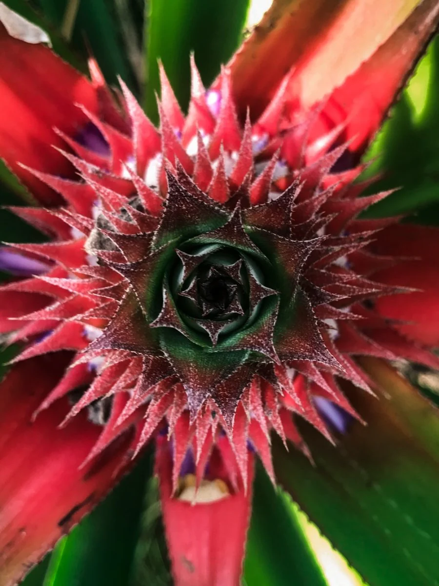 Paint By Numbers | Abidjan - Red And Green Plant In Close Up Photography
