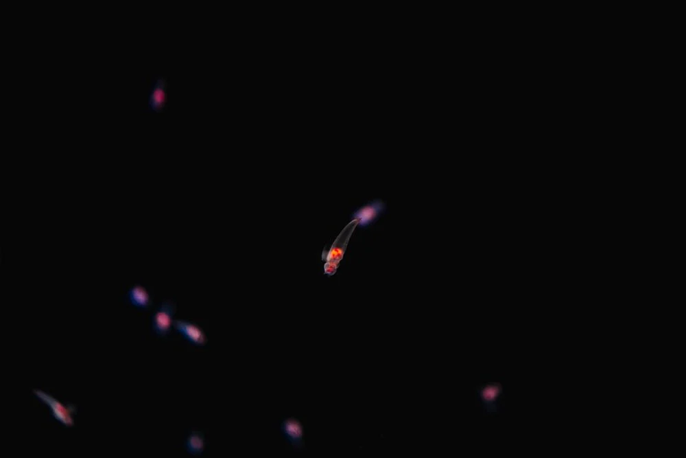 Paint By Numbers | Ōsaka - Red And Violet Micro-Organism